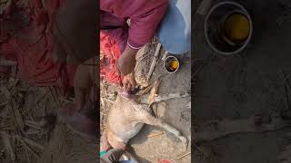 कठिन प्रसव बकरी का  dystocia in goat  फंसा हुआ बकरी का बच्चा निकाले  goat [upl. by Hguh]