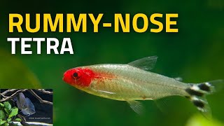 Rummy Nose Tetra  Is The Red Nose A Health Warning To Your Aquarium [upl. by Yennek]