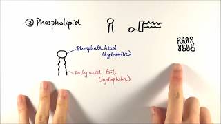 AS Biology  Phospholipids OCR A Chapter 35 [upl. by Tena541]