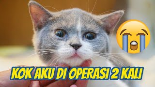 ANAK KUCING BRITISH HARUS DI OPERASI 2 KALI [upl. by Ahtnammas]