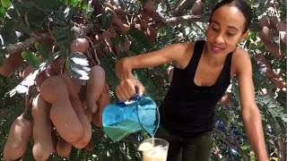 Jamaican Tamarind Drink RECIPE Tamarind BENEFITS  HOW to EAT Tamarinds  Earths Medicine [upl. by Eednyl558]