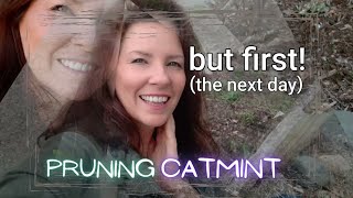 Spring Pruning Catmint  Growth Updates • Growing Home Gardening [upl. by Ordnasela]