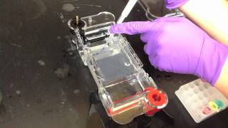 Lab Protocol  Gel Electrophoresis Unit 12 Biotechnology [upl. by Nyraf]