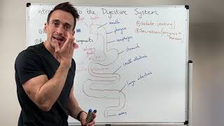 Overview of the Digestive System [upl. by Aldas]