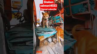 Khatarnak dog 🐕 full watching videoshaban salmani4532shortvideos sidhumoosewala [upl. by Lina]