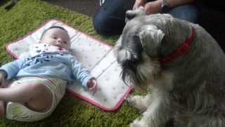 Wilbur the miniature schnauzer meeting baby jake [upl. by Clementas]