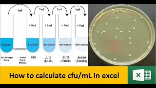 How to calculate colony forming units cfumL in excel [upl. by Atilef]