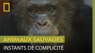 Un chimpanzé joue avec sa soigneuse avant de pouvoir intégrer le refuge [upl. by Ettelloc56]