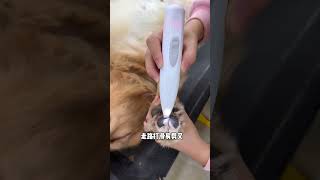 Both dogs and cats need to trim golden retrievers on their soles regularly Dog Care Cute Pets Da [upl. by Amles]