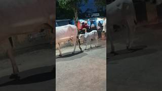 ఆవుదూడ cows cow calf shorts గురజాల [upl. by Rachaba]