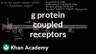 G Protein Coupled Receptors  Nervous system physiology  NCLEXRN  Khan Academy [upl. by Haidedej]