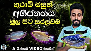 ගුරාමි අභිජනනය මුල සිට අගටම  How to Breed Gourami Fish  Gourami Sinhala [upl. by Amberly]