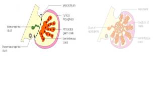 Developments of the urogenital system [upl. by Kcered]