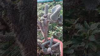 cactus plant cutting 🌵😊  tips  shorts [upl. by Mailli]