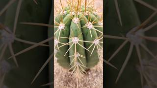 Trichocereus Hybrid trichocereus cactus plants shorts nature [upl. by Geralda]