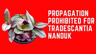 WHY IS PROPAGATION PROHIBITED FOR TRADESCANTIA NANOUK [upl. by Araht760]