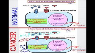 18 Cell biology  Mechanisms of cancer شرح بالعربي [upl. by Zeret216]