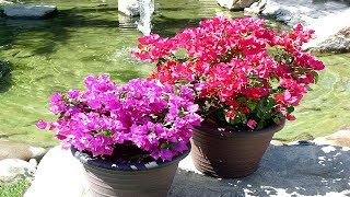 4 Tips To Grow Bougainvillea At Home  Gardening Tips [upl. by Tortosa285]