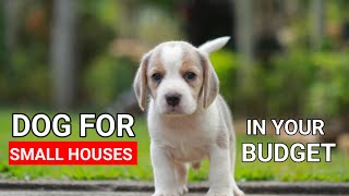 Budget Friendly small size Dogs  low maintenance dogs price lowbudget [upl. by Nitsir325]