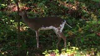 Piebald Whitetail Deer  N1 Outdoors [upl. by Odericus815]