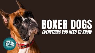 Boxer Dogs 101 Everything You Need to Know [upl. by Nancee]