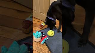 New toy day for Arlo animals pets foryou reels tiktok funny dog dogshorts fyp cute pet [upl. by Swaine]