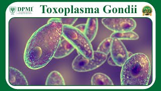 Toxoplasmosis Causes Symptoms amp Diagnosis What are three of the Life Stages of Toxoplasma Gondii [upl. by Enelhtac]