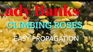 DIY Easy Propagating Lady Banks Climbing Roses Through Cuttings [upl. by Ripley]