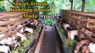 Sukses ternak kambing di usia muda part 2 [upl. by Newlin840]