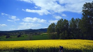 Record de pèlerins à SaintJacquesdeCompostelle [upl. by Nylzaj]