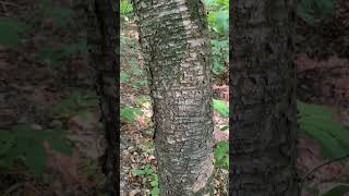 Fire cherry or Prunus pensylvanica has large vertical lenticels on the bark dendrology [upl. by Demmahom]