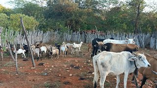 O AMANHECER NO SERTÃO PERNAMBUCANO COM O CANTO DOS PÁSSAROS E CHOCALHO DO GADO SERTÃO POPULAR [upl. by Yekram226]