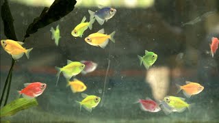 ORNAMENTAL FISH BREEDING AND PRODUCTION  Kumikitang AquaNegosyo [upl. by Bar630]