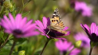 Butterfly pollinating flower [upl. by Arodasi964]