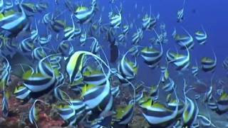 Moorish Idols Zanclus cornutus and Black amp White Butterflyfish Heniochus acuminatus [upl. by Leoline]