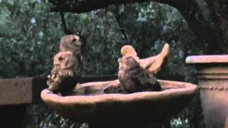 Baby Owls in Bird Bath [upl. by Lanor]