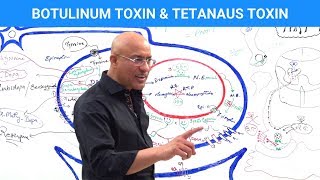 Botulinum Toxin amp Tetanus Toxin Mechanism [upl. by Eneri501]