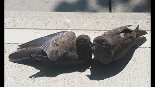 The Cute but messy Mourning Dove APOOcalypse [upl. by Cargian]