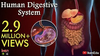 Learn About Human Digestive System  Animation Part 1 iKen  iKen Edu  iKen App [upl. by Peednus]