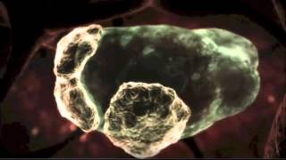 Naegleria fowleri  Braineating amoeba [upl. by Eenafit]