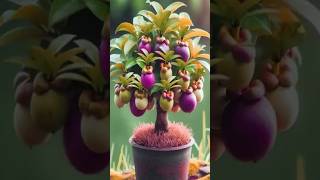 How To Grow Mangosteen । Tree Grafting । shorts short ytshorts garden fruiting gardening [upl. by Batish]