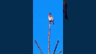 Cedar Waxwing stands on the tallest part of the tree nature bird cedarwaxwing wildlife [upl. by Inalej]