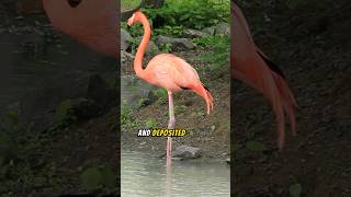 How do flamingos get their pink color flamingo animalfacts animals [upl. by Aynotal613]