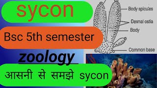 syconsycon bsc 5th semester zoologysycon syconstructure bsc 1year sycon spongeurn [upl. by Tezile]