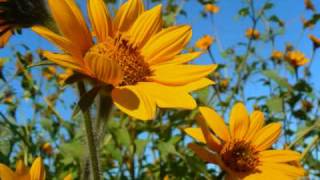 Girasoles Sunflowers [upl. by Bergwall360]