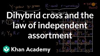 Dihybrid cross and the Law of Independent Assortment  High school biology  Khan Academy [upl. by Anaj232]