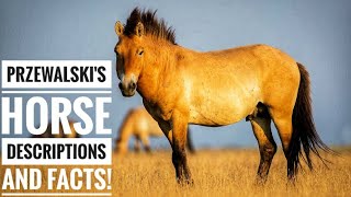 Przewalskis Horse  Description and Facts [upl. by Grider]