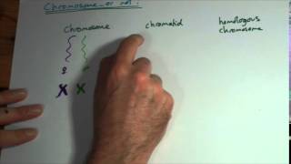 AS Chromosomes chromatids homologous pairs and bivalents [upl. by Thun]