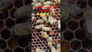 Sonbaharın son polenleri 🔔👍🐝🔔👍 arılar honebee beekeeping arıbakımı honeybee balarısı aricilik [upl. by Ueihtam]