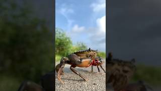 Crabs🦀 shorts crab crabs [upl. by Vinni845]